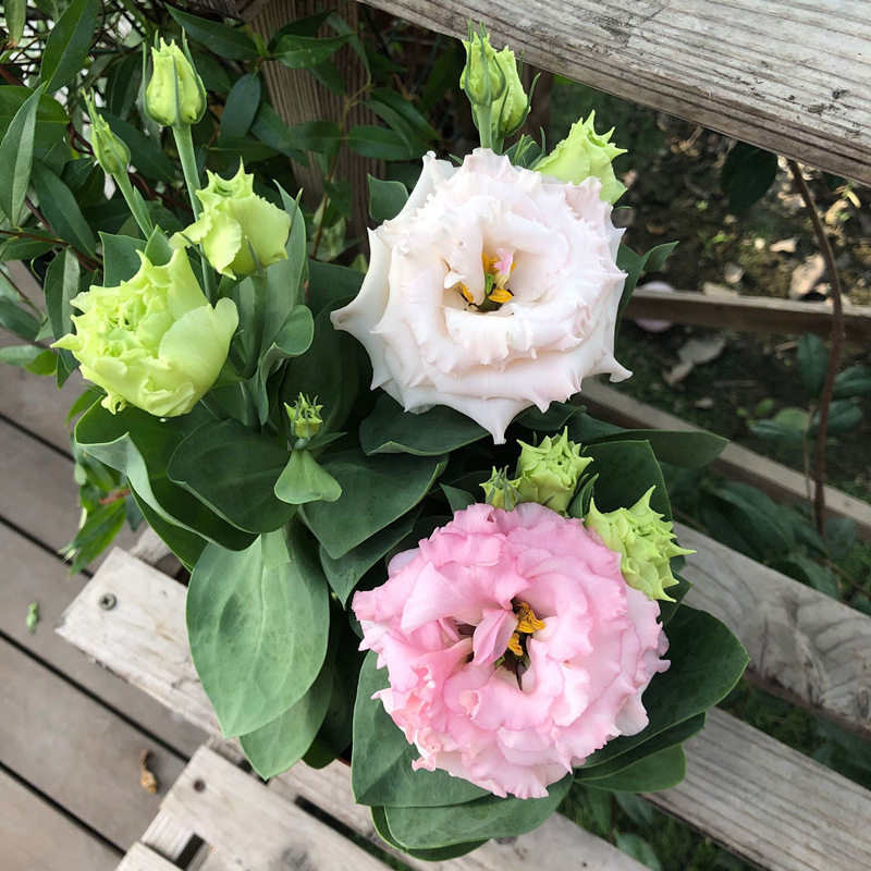 洋桔梗重瓣盆栽带花价格 洋桔梗重瓣盆栽带花图片 星期三