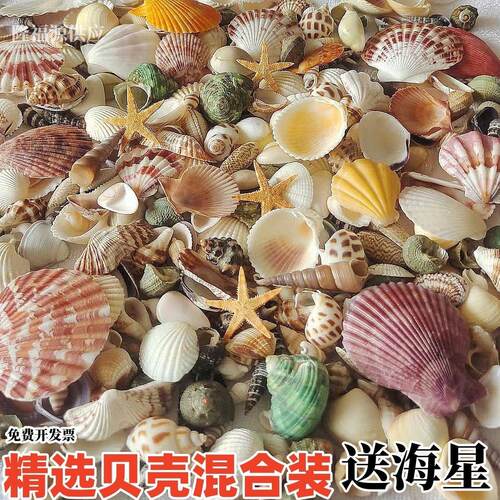 贝壳海螺手工创意画diy幼儿园手工制作送海星鱼缸造景装饰