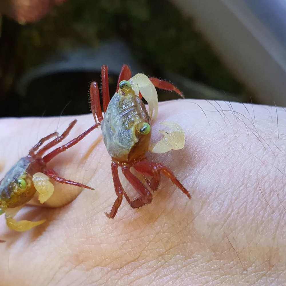 *苏拉威西恶魔蟹观赏蟹淡水蟹沙蟹寄居蟹水陆雨林蟹老李同款