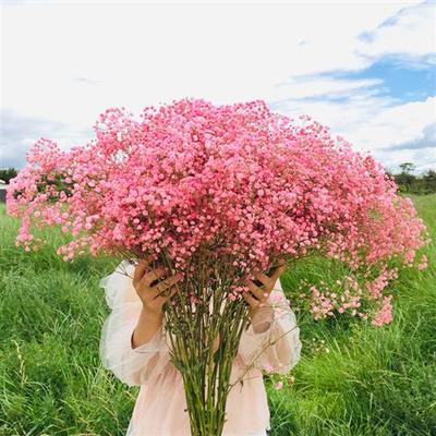 网红满天星超大束半干鲜花干花客厅摆设装饰厂家发货工厂直批真花