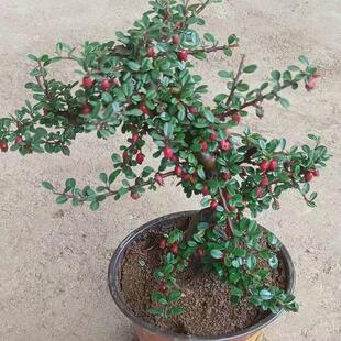 绿植红花栒子荀子盆景盆栽花卉室内盆景开花结果四季长青耐热