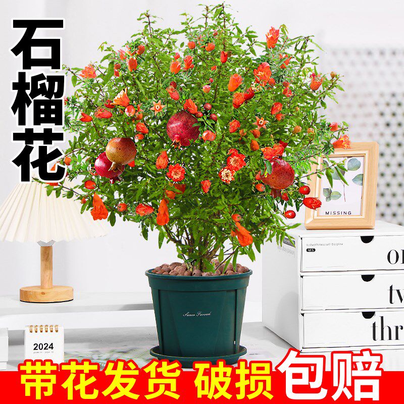 石榴花盆栽观f赏果树苗四季开花植物室外庭院阳台绿植花卉室内盆
