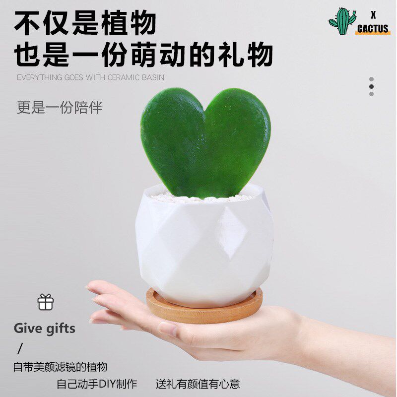 仙人掌盆栽办g公室内绿植物桌面仙人球品种大全新品实生多肉