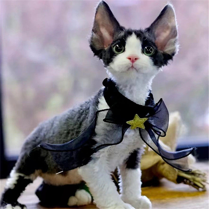 德文卷毛猫纯种幼猫柯尼斯开脸红虎斑异瞳德文猫幼崽宠物猫咪活体