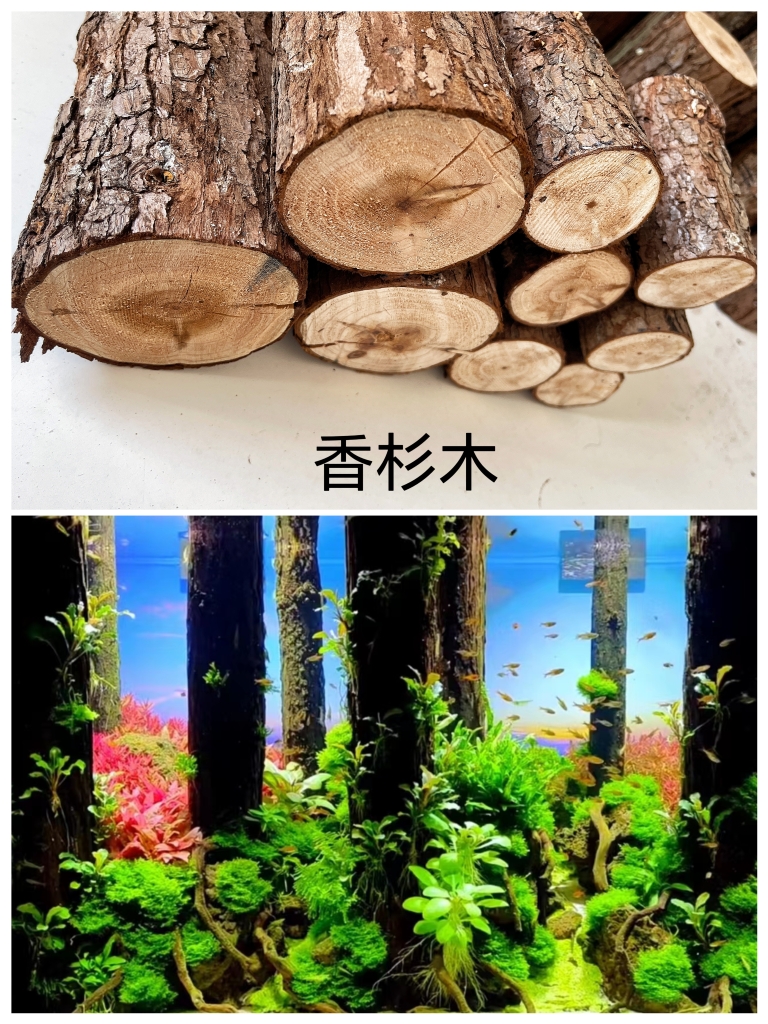 黑猫森林景沉木香杉木香槟木