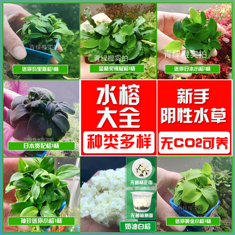 无菌杯水榕蓝精灵幽灵辣椒榕
