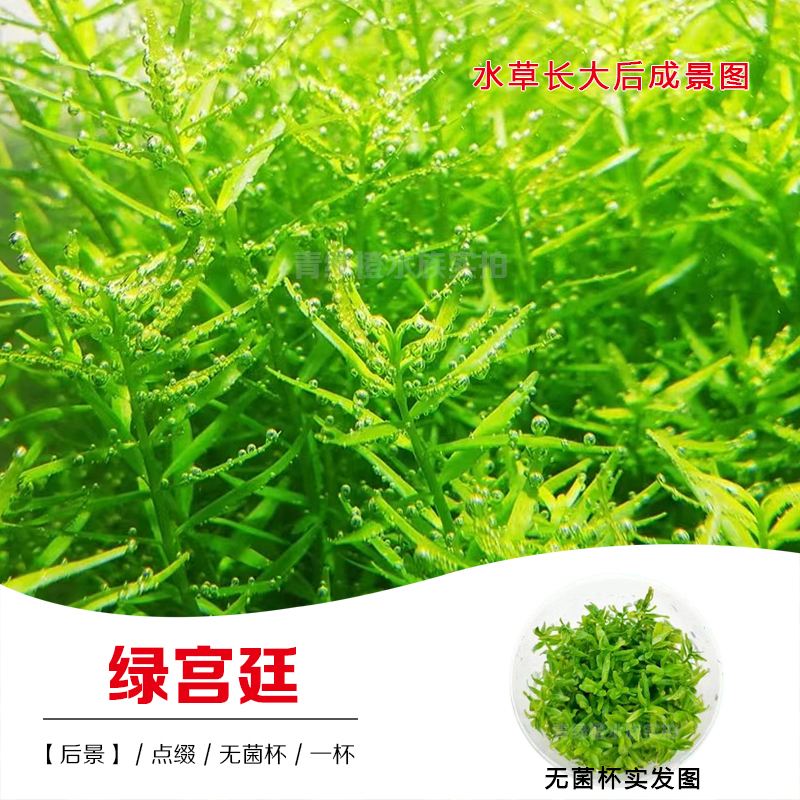 无菌杯鱼缸草缸造景真水草绿宫廷