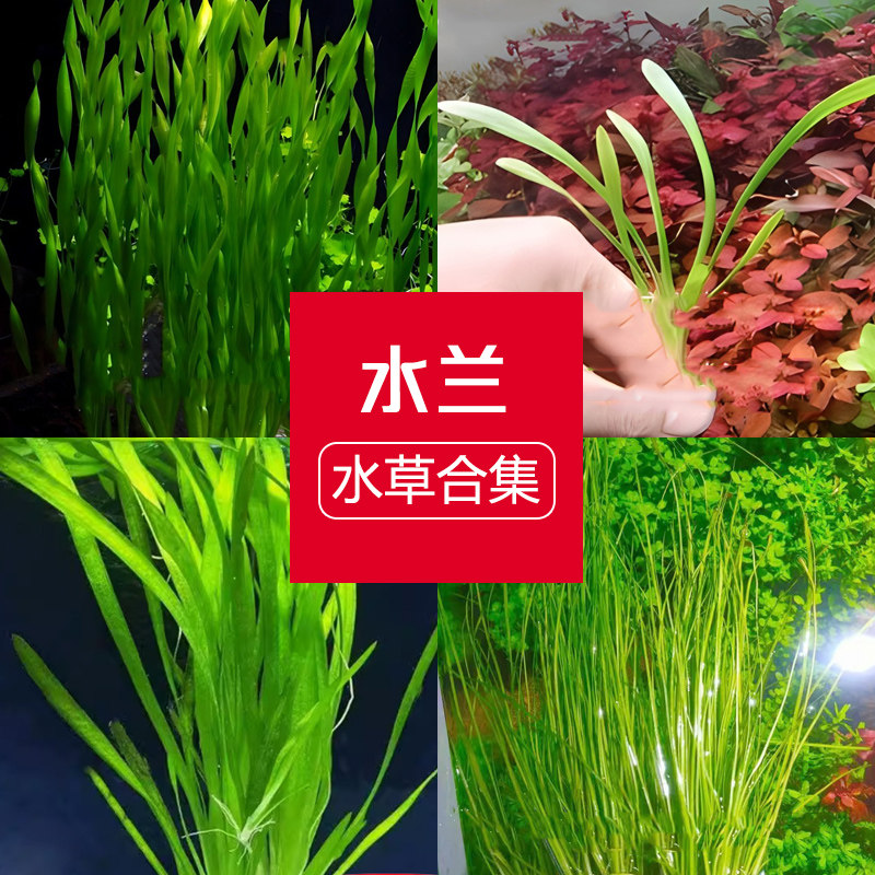 细叶水兰鱼缸草缸造景