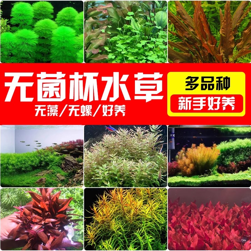 前景草水草造景牛毛鱼缸