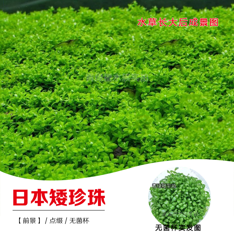鱼缸草缸造景真水草自养水下叶日本矮珍珠前景水草