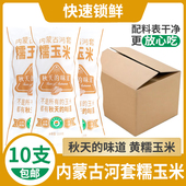 10支 秋天 味道黄糯玉米真空装 散装 内蒙古河套软糯香甜粗粮袋装
