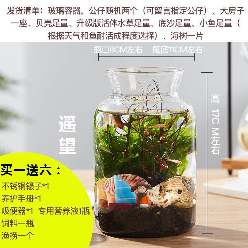 繁殖快的鱼 生态瓶鱼微景观免换水diy办公桌面斗鱼小鱼虾造景鱼缸 - 实物图