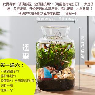 繁殖快的鱼 生态瓶鱼微景观免换水diy办公桌面斗鱼小鱼虾造景鱼缸