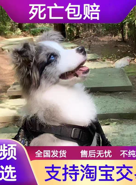 纯种赛级边牧犬黑白棕色陨石边牧幼犬活体金边境牧羊犬宠物狗活物