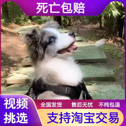 纯种赛级边牧犬黑白棕色陨石边牧幼犬活体金边境牧羊犬宠物狗活物