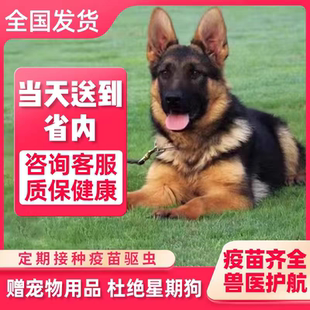 双血统赛级纯种德牧幼犬黑背东德西德牧羊犬大型狼狗警犬白色德牧