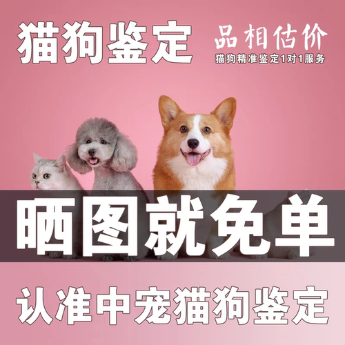 宠物猫狗鉴定师品相品种咨询鉴定估价金渐层布偶柴犬边牧比熊鉴定