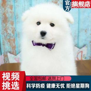 萨摩耶犬幼犬纯种小狗宠物狗纯白色萨摩犬双血统雪橇犬长毛狗 熊版