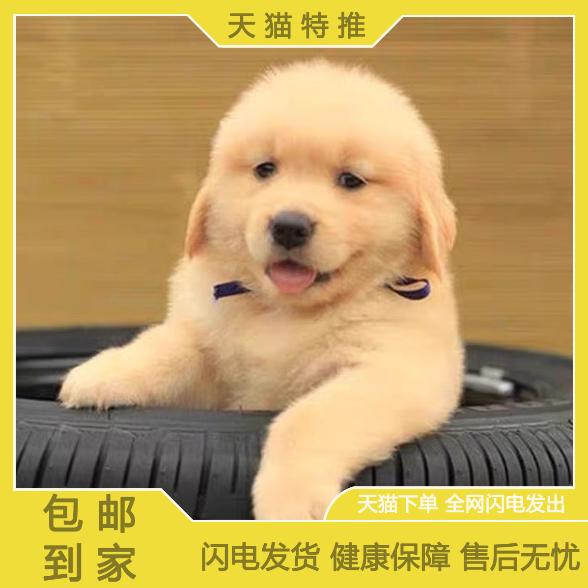 纯种金毛幼犬赛级宠物狗活体小动