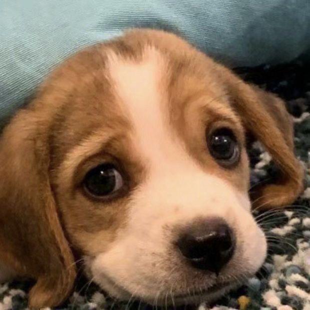 比格幼犬家庭小型犬巴吉度不掉毛活物活真狗米格鲁小狗狗警犬幼崽