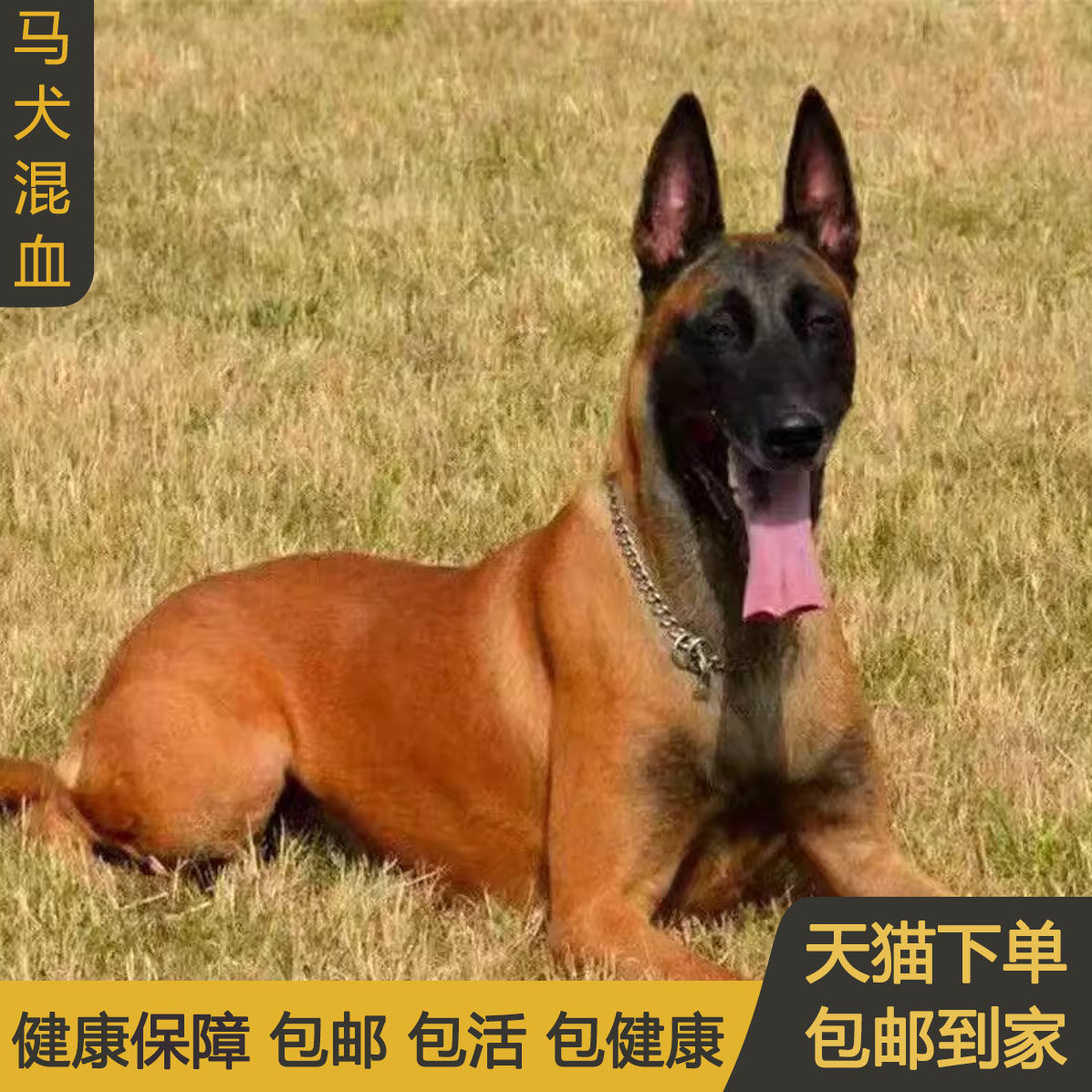马犬混血比利时牧羊犬科目犬警犬爆红宠物狗短毛黑马狗狗红马黄马