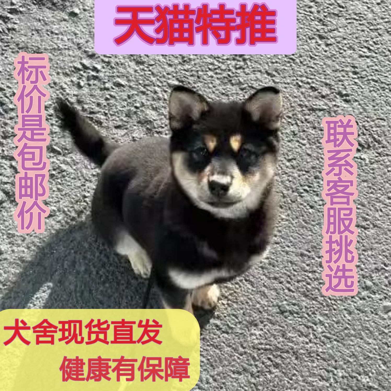 天使瀑布四眼狗家养短毛