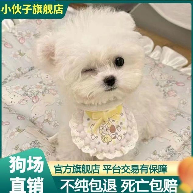 纯种比熊幼犬茶杯犬飞耳比熊小体迷你版长不大白色宠物狗小型犬狗