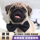 宠物狗狗哈巴狗幼崽短毛八哥犬 小狗幼犬巴哥犬纯种小型犬便宜活