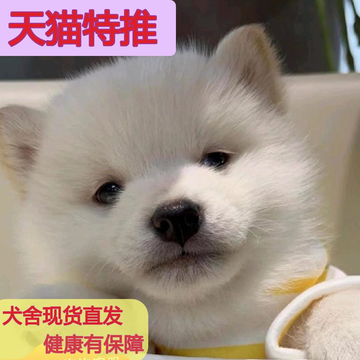 大黄狗田园正宗土虎头狩猎纯种小看家狗农村土猎犬黄色高智商小型