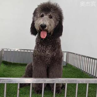 巨型贵宾犬巨贵幼宠泰迪犬活物花色狗狗宠物狗贵宾幼犬家庭大型犬