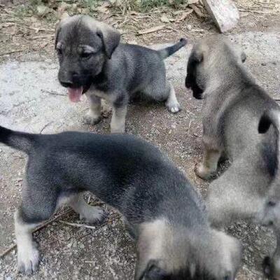 狼青犬狼狗大型犬看家护院型便