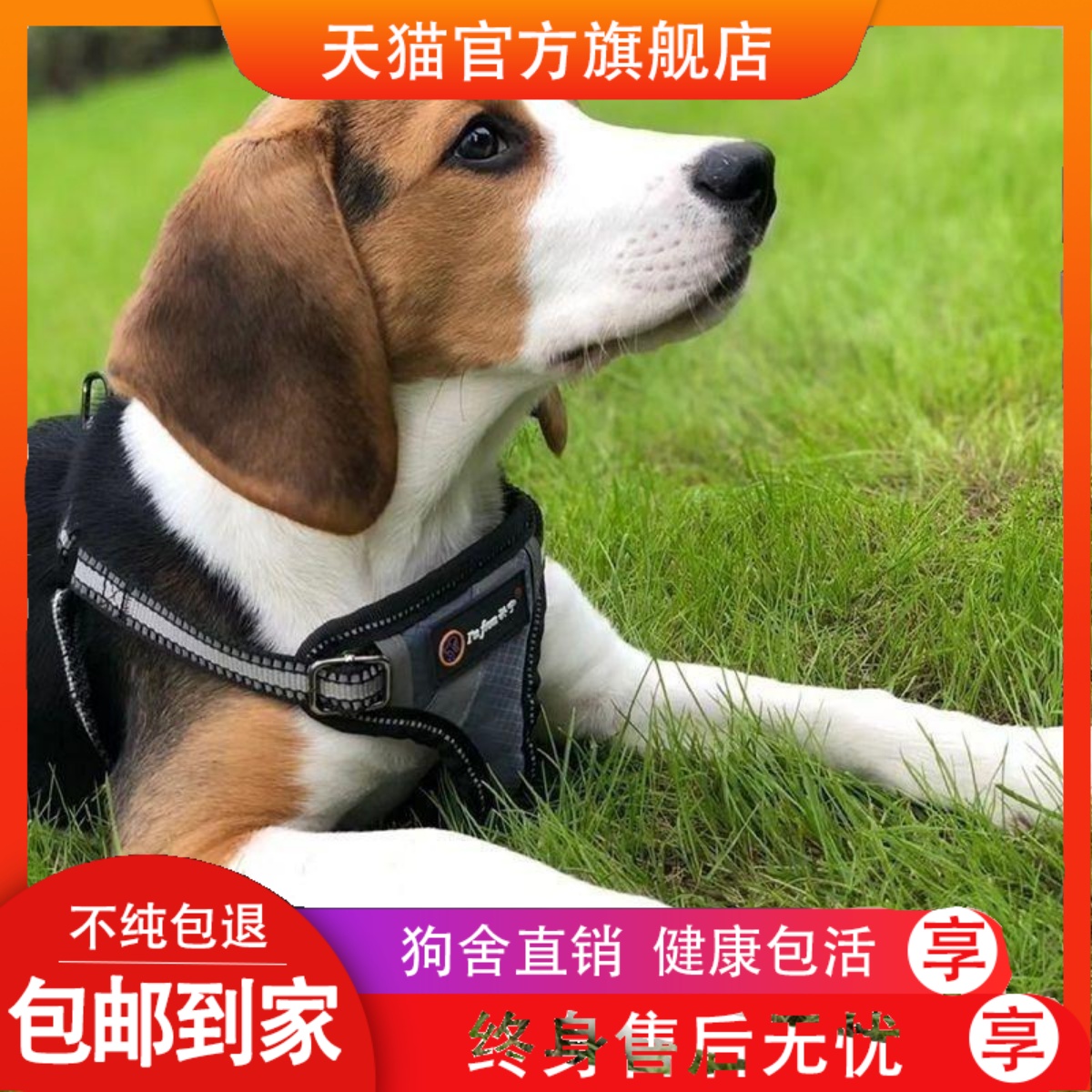 纯种米格鲁比格犬幼犬活物宠物狗比格猎兔犬幼犬短毛狗活幼体小狗