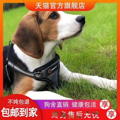 纯种米格鲁比格犬幼犬活物宠物狗比格猎兔犬幼犬短毛狗活幼体小狗