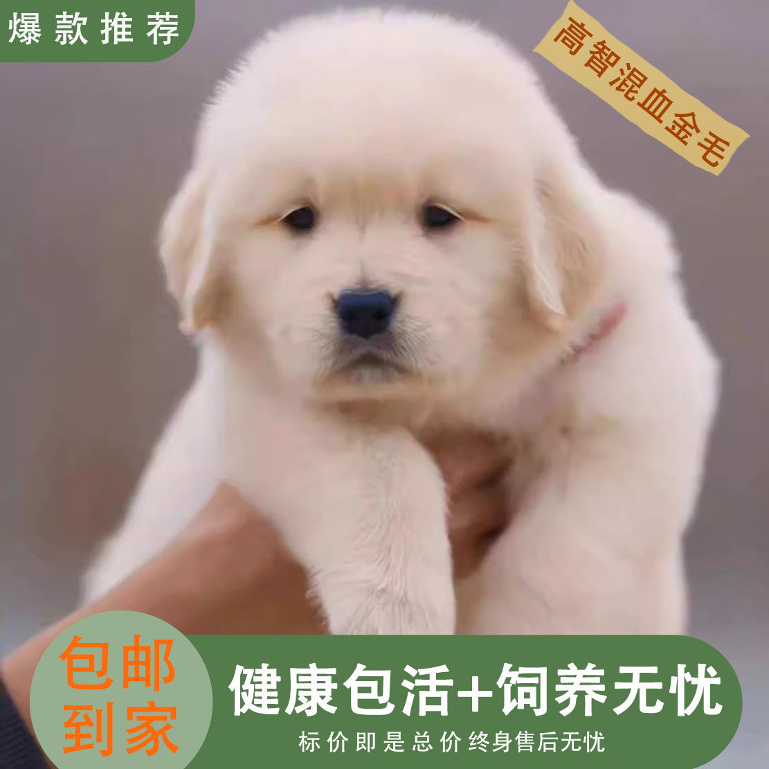 金毛混血犬高智商可爱活泼大型犬家养活物狗狗沙滩金巡回犬导盲犬