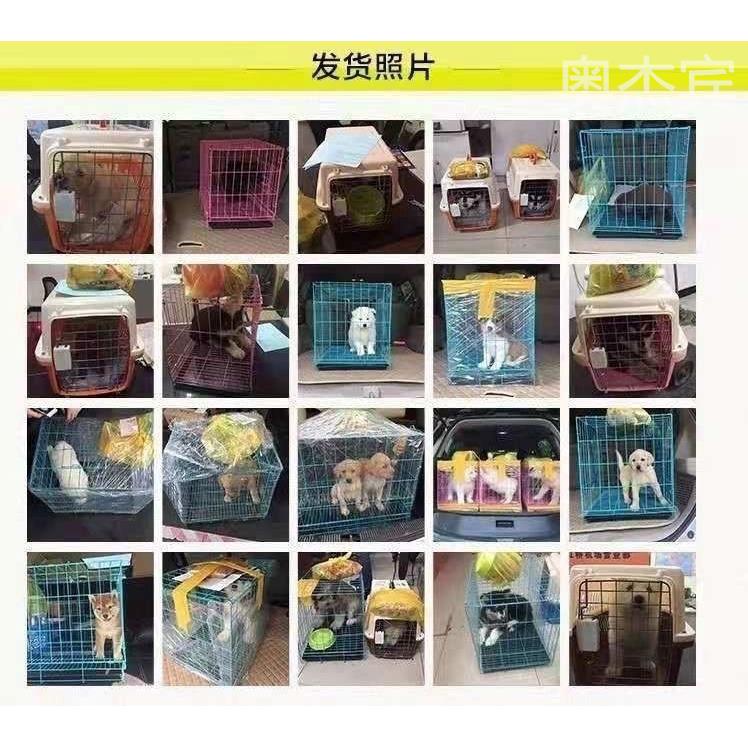 纯种拉布拉多幼犬导盲犬活物双血统狗狗短毛神犬小七真狗中型犬 宠物/宠物食品及用品 狗狗 原图主图