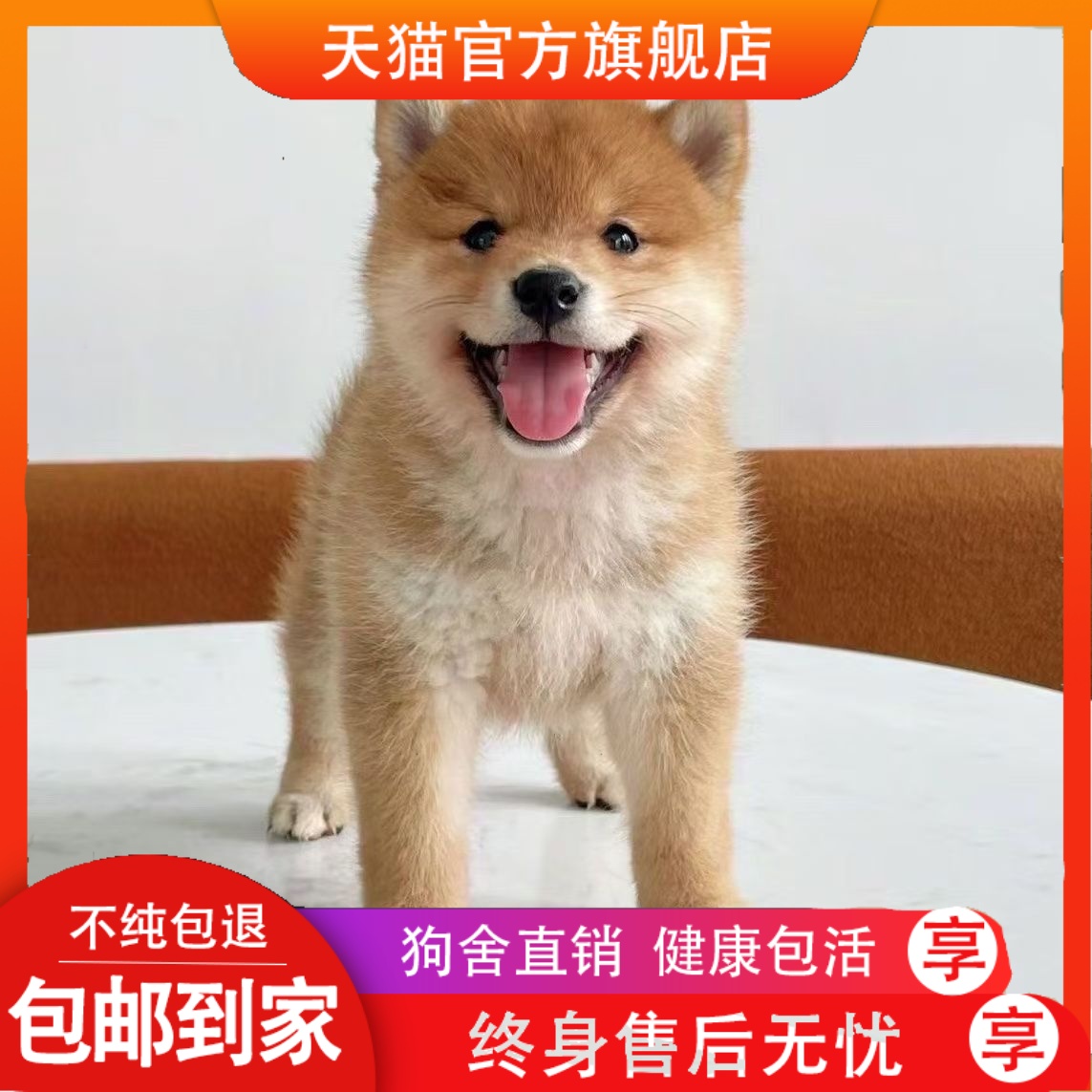纯种柴犬幼犬活体幼崽赛级双血统日本柴犬豆柴秋田小型犬宠物狗狗