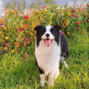 边境牧羊犬幼犬七白三通黑白红色陨石边牧幼犬不掉毛霸气花色可爱