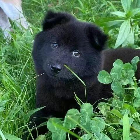 大骨架五黑犬狩猎犬广西土猎犬纯黑大黑狗中华田园犬土狗笨狗小狗