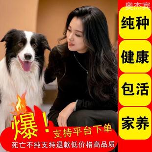 纯种边牧幼犬陨石边境牧羊犬黑白边牧三通七白金边牧高智商宠物狗