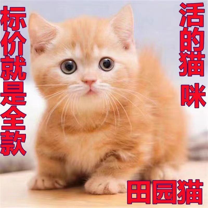 中华狸花猫田园便宜小猫狸猫猫咪活体猫橘猫狸猫狸白猫橘白猫咪咪-封面