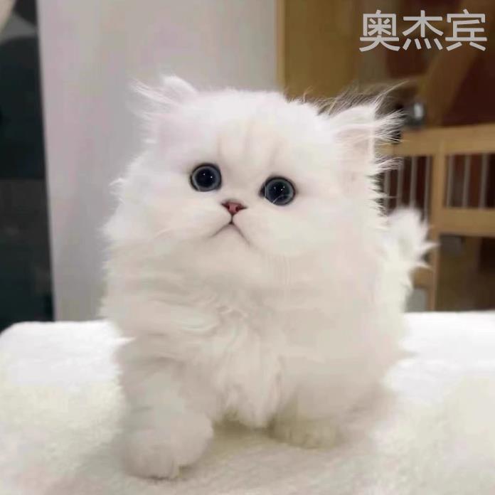 纯种金吉拉幼猫纯白长毛猫矮脚猫高地猫拿破仑波斯猫宠物猫咪活物-封面