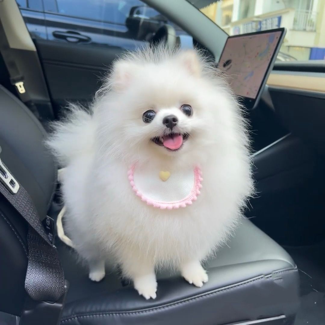 博美幼犬俊介活物长不大博美茶杯犬俊介小型犬袖珍白色宠物狗幼崽