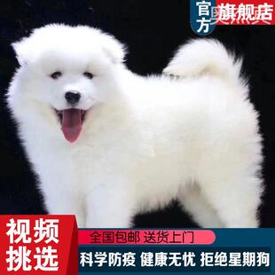 萨摩耶犬幼犬纯种小狗宠物狗纯白色萨摩犬双血统雪橇犬长毛狗 熊版