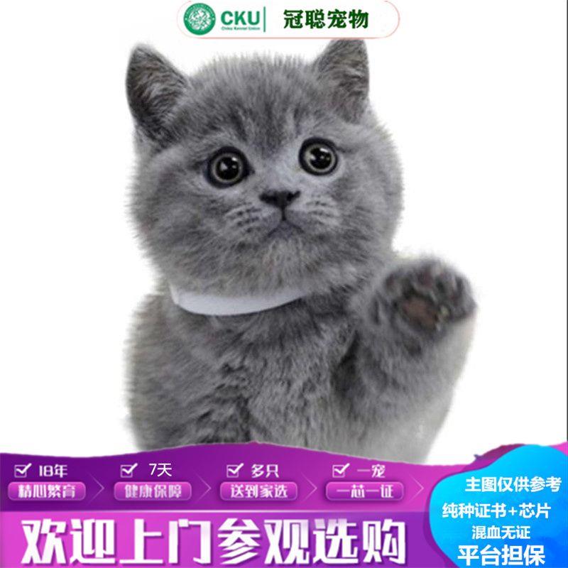 英短蓝猫活体宠物咪国拿