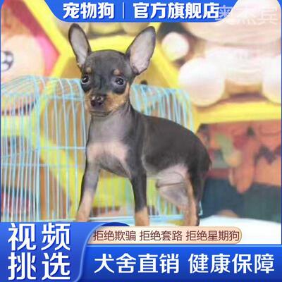 便宜小鹿犬短毛不掉迷你