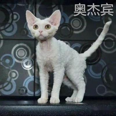 德文卷毛猫幼纯种柯尼斯