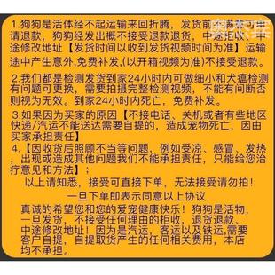 纯种金毛拉布拉多博美比熊泰迪萨摩耶阿拉斯加柴犬柯基宠物狗