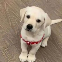 拉布拉多幼犬串大型犬纯黑色家养奶白警犬精品神犬小七奶黄色小狗