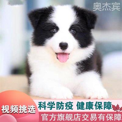 高智商边牧犬纯种陨石色