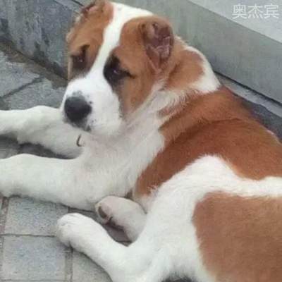 中亚牧羊犬幼崽小老虎狗